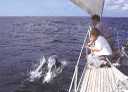Dolphins in the Atlantic